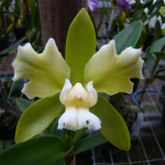 Cattleya leopoldii